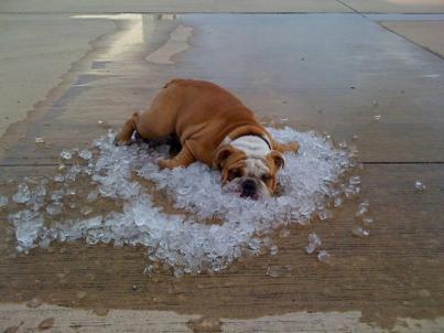 Image result for laying on ice
