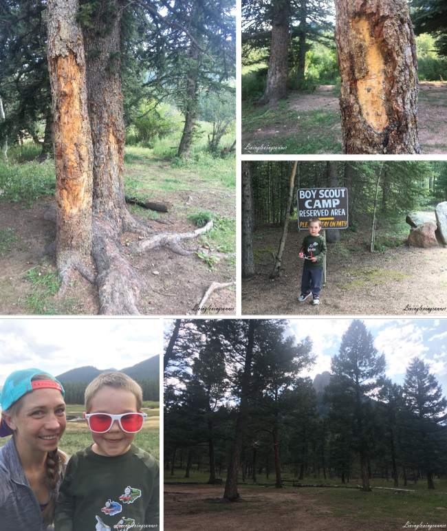 2BearMarkingsAndLittleMan-CO2017